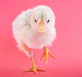 Hårvård på Salong Rocio, Hår klippning, färg och permanent i Stockholm, Bromma